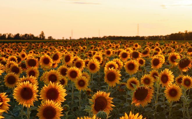 Sonnenblumen