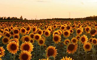 Sonnenblumen